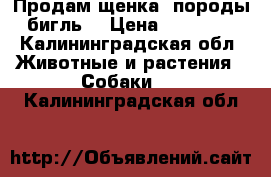 Продам щенка, породы бигль  › Цена ­ 25 000 - Калининградская обл. Животные и растения » Собаки   . Калининградская обл.